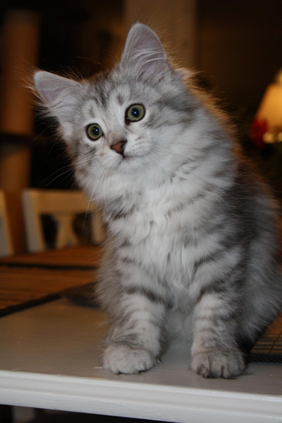 Sarabi